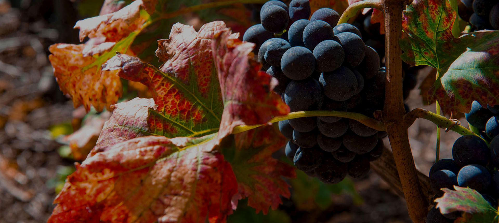 Grappes de raisin rouge avant la vendange Grappes de raisin rouge avant la vendange
